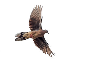 Close up Spotted Dove Flying in The Air Isolated on White Background with Copy Space