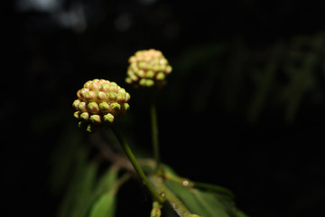 Beautiful Green Fruits With Orange Shade.