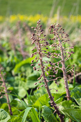 Flowers and leaves of Butterbur plants from close