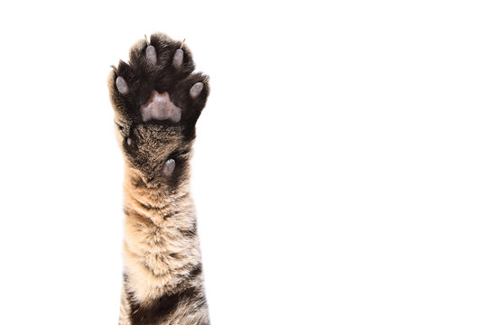 Front paw of a cat Scottish Straight, closeup, isolated on white background - Powered by Adobe