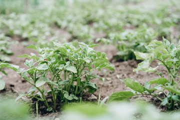 bush potatoes in the garden with the Colorado potato beetle