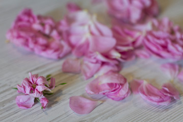 Fototapeta na wymiar dry tea rose pink flowers on wooden