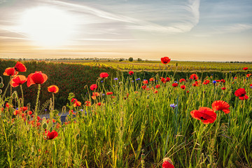 poppy field of red poppies