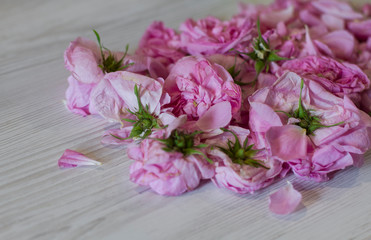 dry tea rose pink flowers on wooden