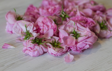 dry tea rose pink flowers on wooden