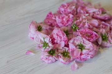 dry tea rose pink flowers on wooden