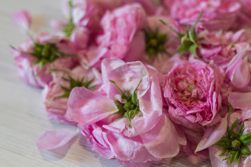 dry tea rose pink flowers on wooden