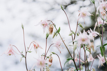 delicate flower bell, selective focus