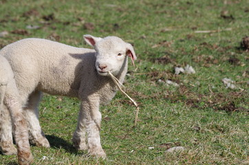 Naklejka premium かわいい仔羊