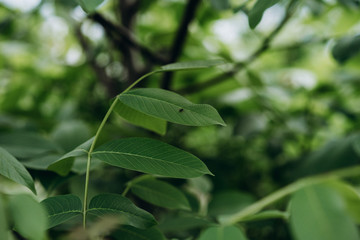 big leaf tree walnut, beautiful nature