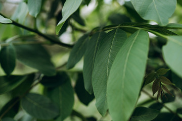 big leaf tree walnut, beautiful nature