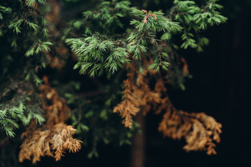 fir tree, withered branch, selective focus