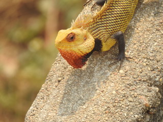 beautiful yellow color Garden Lizard on a wall 