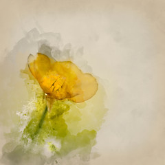 Watercolor painting of Beautfiul image of Spring buttercup flower with boken background