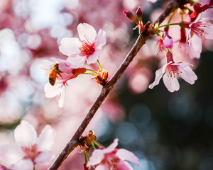桜と蜂