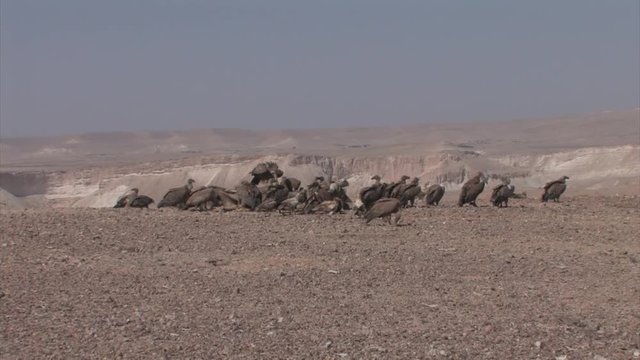 Griffon vultures feeding on camel in feeding station, Sde Boker Israel