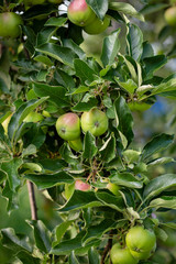 Green apples growing on tree