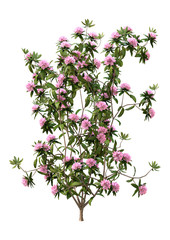 3D Rendering Rhododendron Plant with Flowers on White