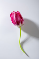 One spring tulip on white background
