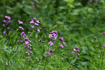 Beautiful bright wildflowers blooming during the summer
