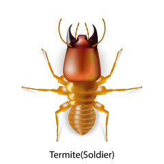 Stop termites vector on white background