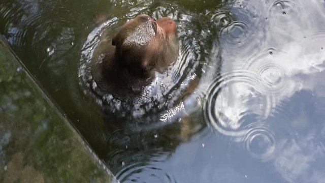Wild monkey bathe and play in pond at sacred monkey forest in Ubud, Bali, Indonesia. Monkey forest park travel landmark and tourist destination site in Asia where monkeys live in wildlife environment