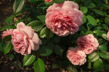 German rose Chippendale