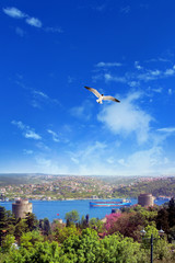 Cityscape image of Istanbul Bosphorus view with old castles and cargo ship over clear blue sky with flying seagull in Turkey