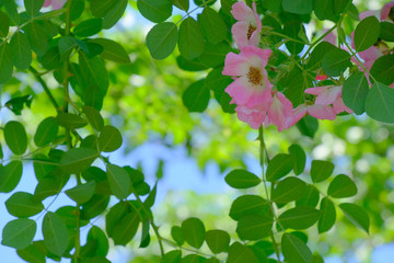 rose flower in garden