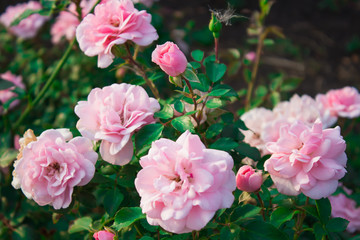 Blooming in the garden rose Bonica