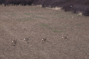 Four European roe deer (Capreolus capreolus) running away to the hiding place