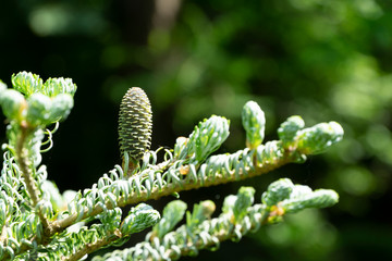 Close-up young growing cones on branches of fir tree Abies koreana Silberlocke with green and silvery spruce needles against background greenery of garden. Selective focus. Nature concept for design