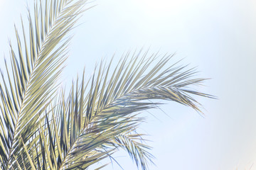 Closeup of branches of coconut palms trees.
