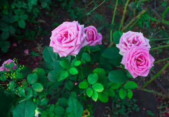 Blooming in the garden rose Aqua