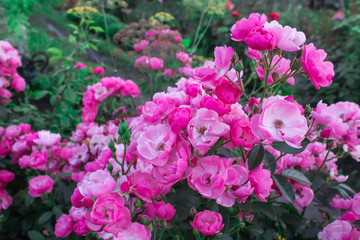 Blooming in the garden rose Angela