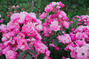 Blooming in the garden rose Angela