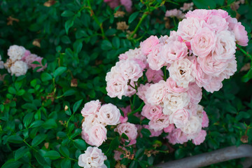 Obraz na płótnie Canvas Blooming in the garden rose Satina