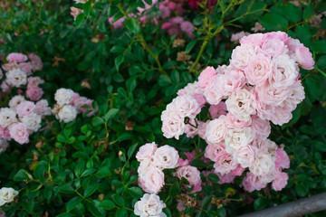 Blooming in the garden rose Satina