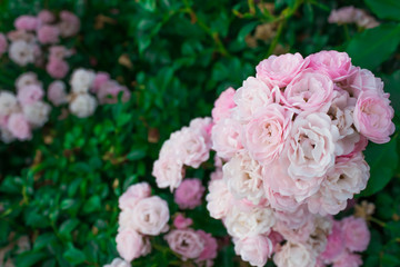 Blooming in the garden rose Satina
