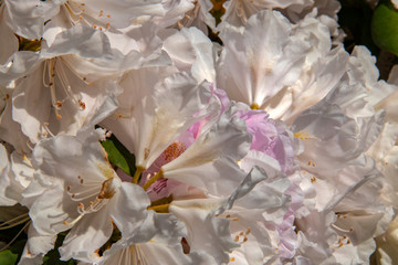 Rhododendrons blancs en fleurs	