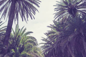 Naklejka premium Palm trees at tropical beach, vintage toned and film stylized