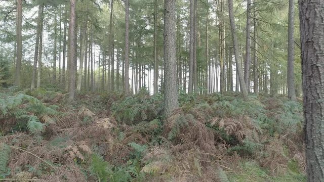 Drone through forest, Yorkshire