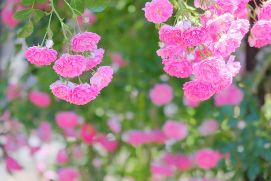 rose flower in garden © Matthewadobe