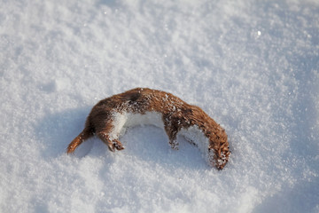 Totes Hermeln Mustela im Schnee erfroren im Winter