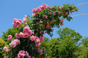 rose flower in garden