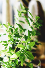 Green leaves close up