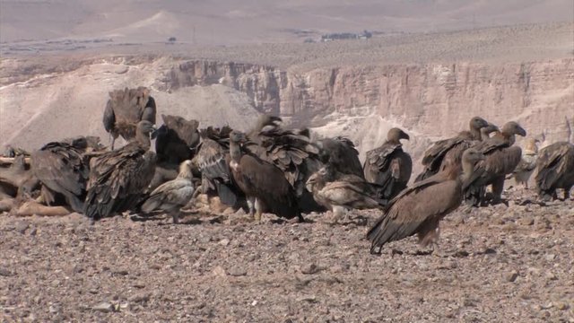 Griffon vultures feeding on camel in feeding station, Sde Boker Israel