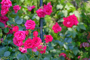 rose flower in garden