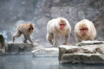 Three Japanese Macaque monkeys playing along the hot spring in the Jigokudani (means Hell’s Valley) snow monkey park in Nagano Japan