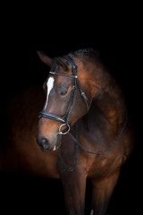 Fototapeta na wymiar Horse portrait in bridle isolated on black background